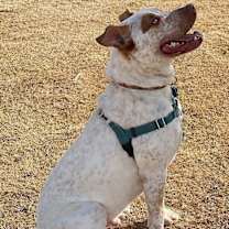 Thumbnail photo of Bruno #4