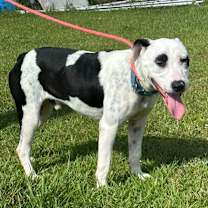 Thumbnail photo of PETEY #3