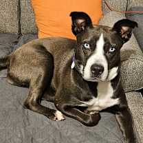 Thumbnail photo of ZURI    HUSKY MIX.... #3