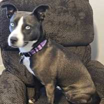 Thumbnail photo of ZURI    HUSKY MIX.... #4