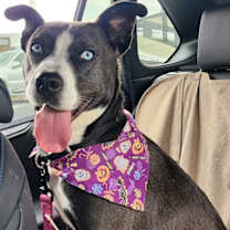 Thumbnail photo of ZURI    HUSKY MIX.... #2