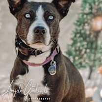 ZURI    HUSKY MIX....