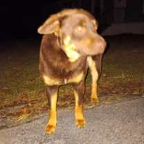 Thumbnail photo of Jack #4