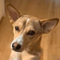 Thumbnail photo of JET (LOCAL) sf #1