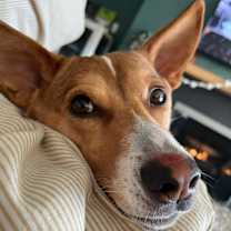 Thumbnail photo of JET (LOCAL) sf #2