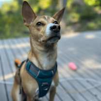 Thumbnail photo of JET (LOCAL) sf #4