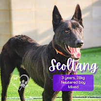 Thumbnail photo of Seoltang #1