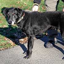 Thumbnail photo of Joey #1