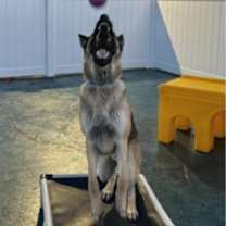 Thumbnail photo of Polo #3