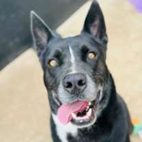 Thumbnail photo of Huey #1