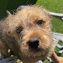 Thumbnail photo of Bisbee #2