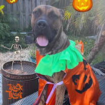 Thumbnail photo of Knox #2