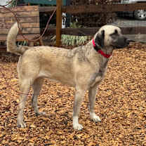 Thumbnail photo of Peach #2