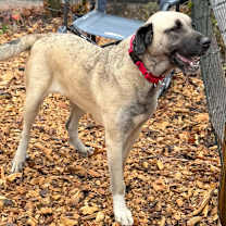 Thumbnail photo of Peach #3