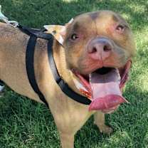 Thumbnail photo of Harlow #2