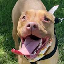 Thumbnail photo of Harlow #3