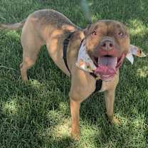 Thumbnail photo of Harlow #4