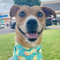 Thumbnail photo of Pumpkin #2