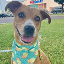 Thumbnail photo of Pumpkin #3