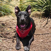 Thumbnail photo of Batman KA* #2