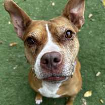 Thumbnail photo of Cranberry #1