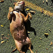 Thumbnail photo of Cranberry #2