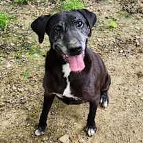 Thumbnail photo of Arrow #1