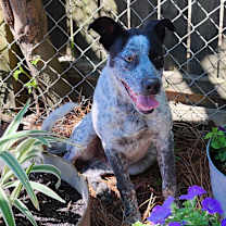 Thumbnail photo of Banjo #1