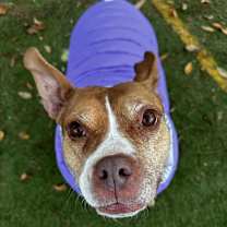 Thumbnail photo of Cranberry #4