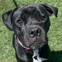 Thumbnail photo of Rosie #1