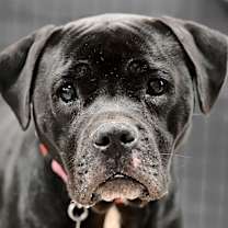 Thumbnail photo of Rosie #2