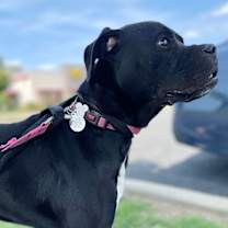 Thumbnail photo of Rosie #4