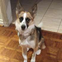 adopt-pet