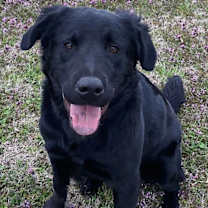 Thumbnail photo of Raven #4