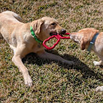 Thumbnail photo of Clyde #3