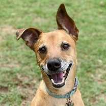 Thumbnail photo of Ollie #3