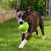 Thumbnail photo of ROCCO #2