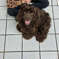 Thumbnail photo of Coco #1