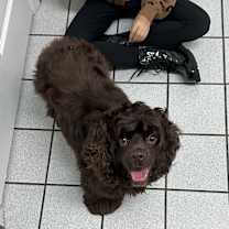 Thumbnail photo of Coco #2