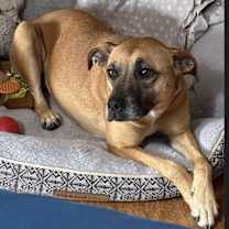 Thumbnail photo of Maisey #2