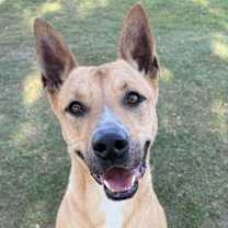 Thumbnail photo of Stryker #1