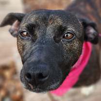 Thumbnail photo of Beanie #2