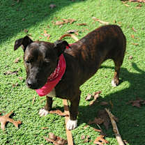 Thumbnail photo of Beanie #4