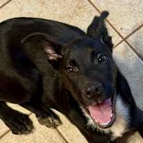 Thumbnail photo of Pete #2