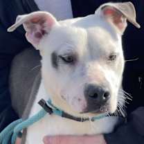 Thumbnail photo of Snowflake #1