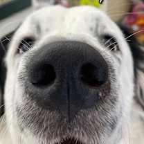 Thumbnail photo of Otis #3