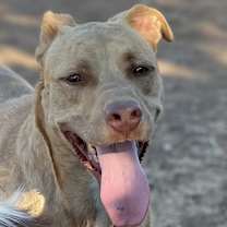 Thumbnail photo of DOUG #4