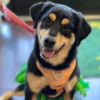 Thumbnail photo of Luna #4