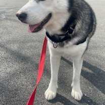 Thumbnail photo of Neptune #2