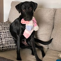 Thumbnail photo of Bandit #2